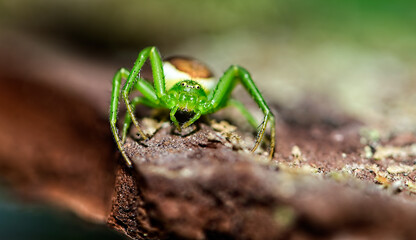 A close-up of the diaea dorsata spider 