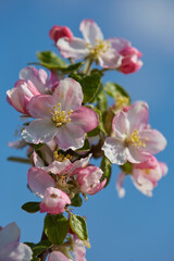 Apple tree flower