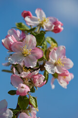Fototapeta na wymiar Apple tree flower