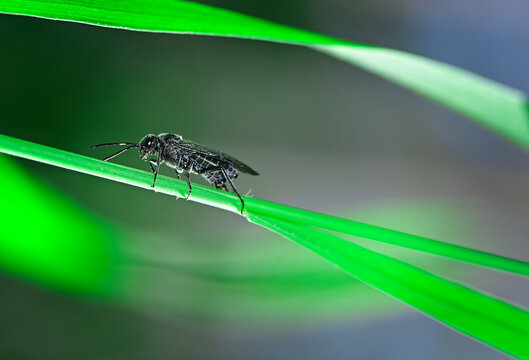 Black Soldier Fly On A Leaf