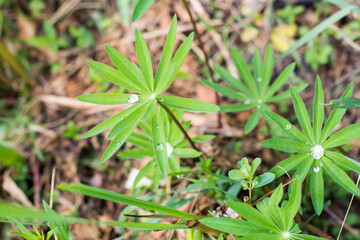 summer green grass leaves lupine dew
