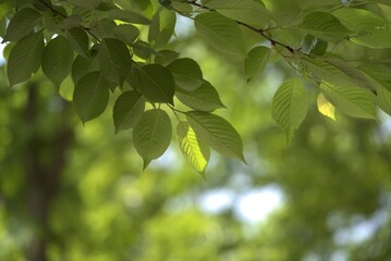 Fototapeta na wymiar 초록 나뭇잎이 싱그러운 배경이미지