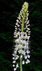 Fleurs blanches du Lis des steppes géant 