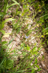 summer grass butterfly with blue wings sits on a blade of grass