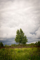 cloudy sky clouds after rain trees summer
