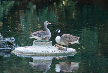 Obraz premium Wild geese male and female sitting with the cubs near a pond in Stave Hill park in south London