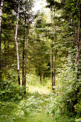 Fototapeta na wymiar summer green grass russian green forest