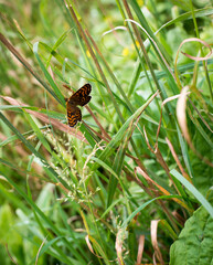 summer grass butterfly with orange and black wings sits on a blade of grass