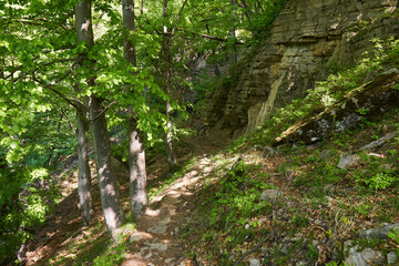 Beech forest on mountain