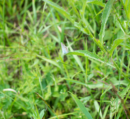 summer grass butterfly with blue and orange wings sits on a camomile flower