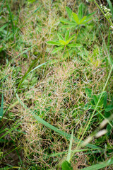 summer green grass leaves lupine dew