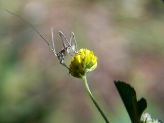 a small grasshopper on a yellow flower
