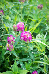 summer green grass field blooming lilac clover