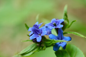Fototapeta na wymiar Blue wild flower