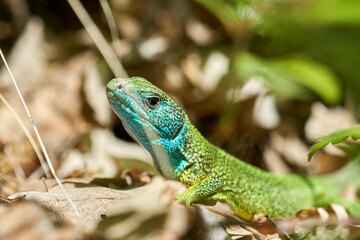 Emerald lizard