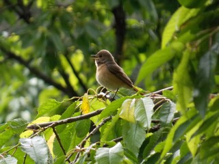 a small bird on a branch