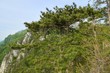 Fototapeta na wymiar Pinus nigra on mountain peak