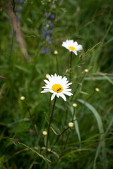 summer green grass daisy flower with ant