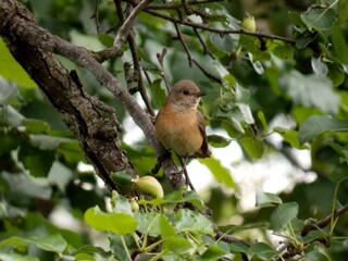 a small bird on a branch