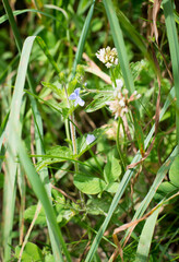 summer grass butterfly with blue and orange wings sits on a camomile flower