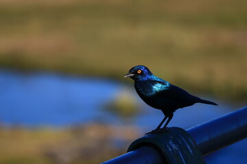 Its plumage made iridescent by the South African afternoon sun, a greater blue eared starling (metallic blackbird) is perched on a metal ramp, carefully observing the photographer.