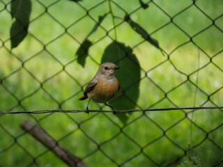 a small bird on a fence