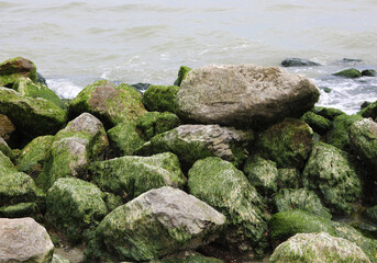 rocks covered with dry green algae during the low tide