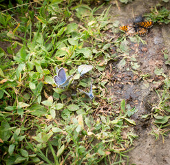 summer grass butterfly with blue wings sits on a blade of grass