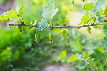green gooseberries hanging on a branch