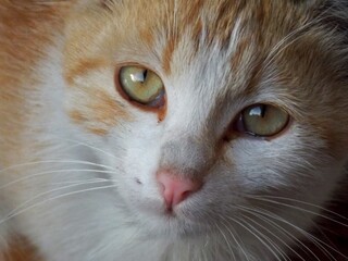 portrait of a colorful cat