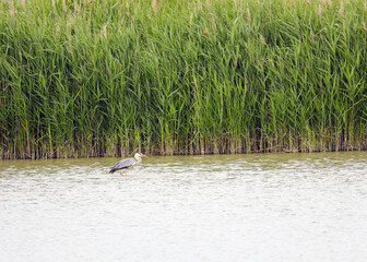 reed by the river and a Gray Heron