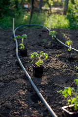 Tomato seedlings waiting for planting in the garden