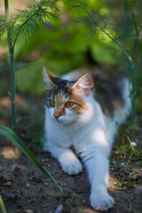 Cat resting in the garden