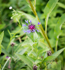 summer green grass wildflower purple 