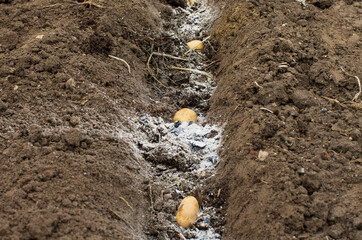 Three potatoes in fertilized soil ready for spring planting on a farm plot