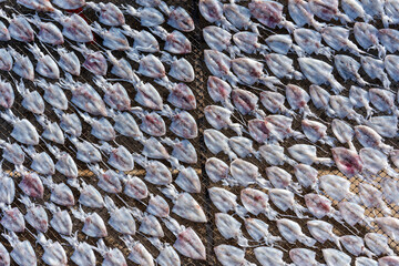 Fresh squids are dried in the sun on the island of Koh Phangan, Thailand