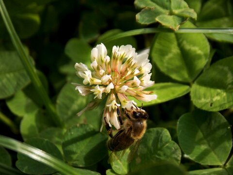 bee on a clover flower