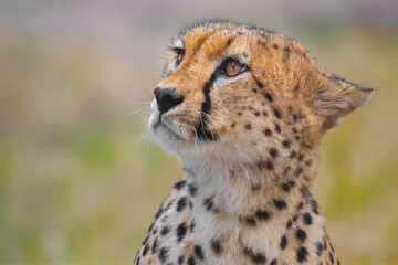 Beautiful Portrait Of A Cheetah
