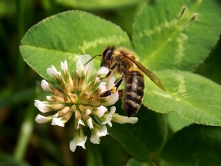 bee on a clover flower