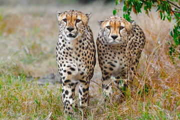 Two Cheetahs Stalking Their Prey