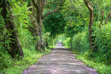 Obraz premium The long way of road beside big green trees like tree tunnel way. Tanzania, Africa.