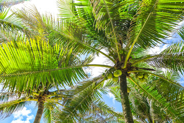 green coconut trees with blue summer sky and sunlight background