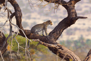 A Leopard Sitting In A Tree Looking For Prey