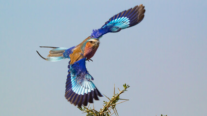 A Lilac-Breasted Roller Flying With Its Wings Spread