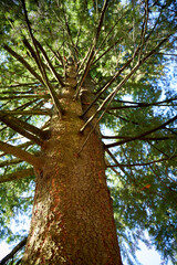 Naklejka premium Very old pine tree