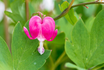 Close up of bleeding heart flower