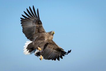 White-tailed sea eagle (Haliaeetus albicilla) in flight with bue sky, Flatanger, Norway