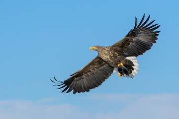 White-tailed sea eagle (Haliaeetus albicilla) in flight with bue sky, Flatanger, Norway