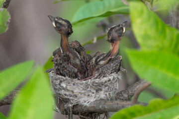 Two Newborn Baby Birds In A Nest