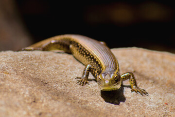 Lizard Sun Baking On A Rock